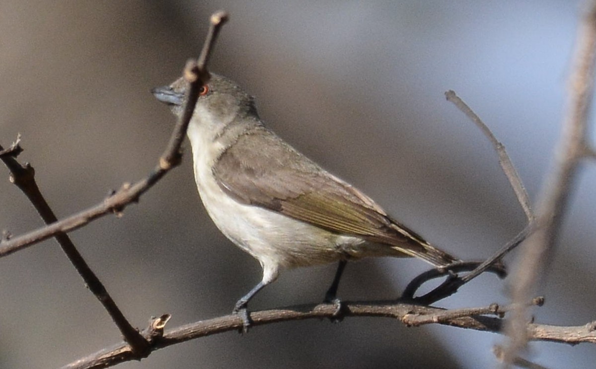 květozob tlustozobý - ML614433357