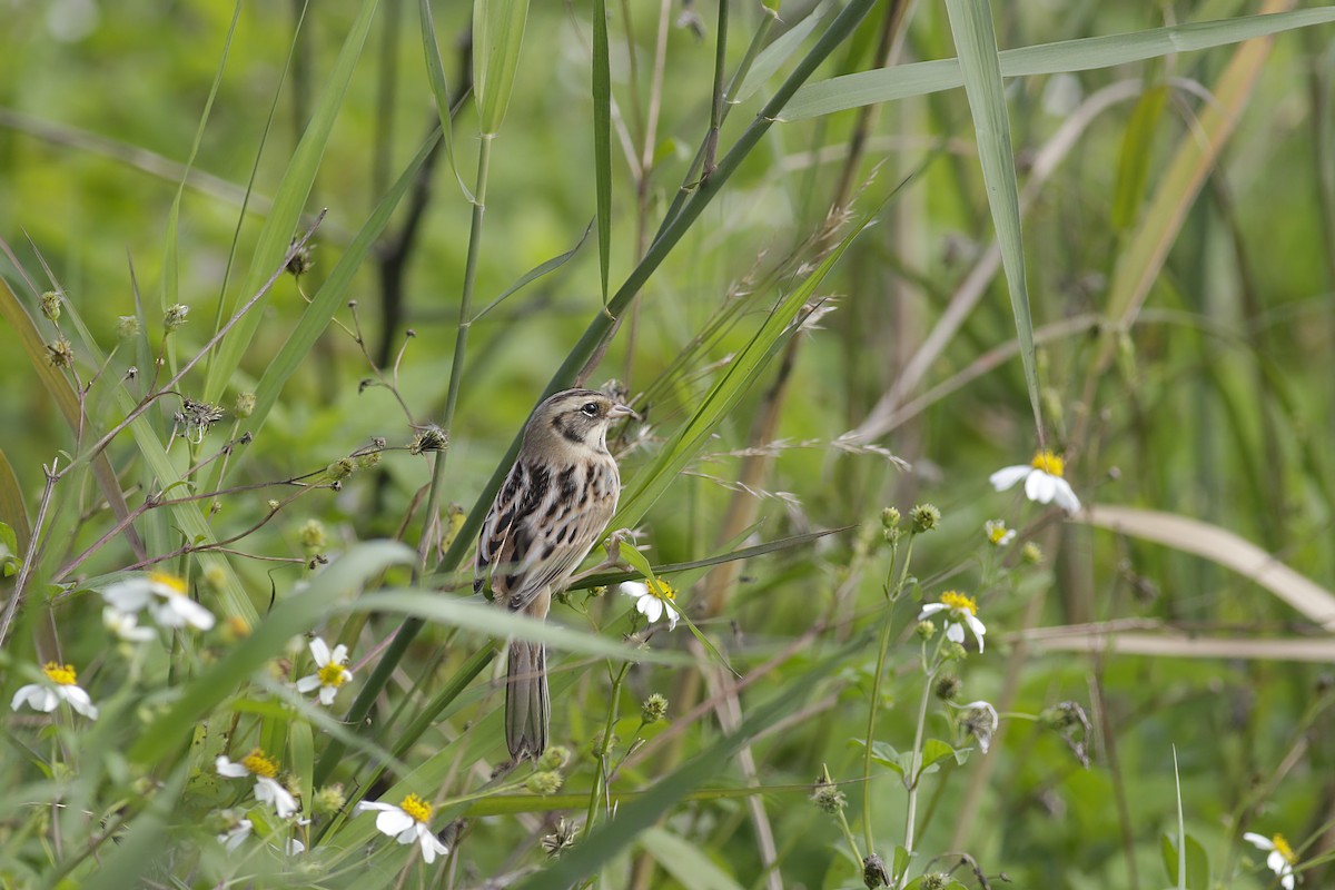 Ochre-rumped Bunting - ML614433359