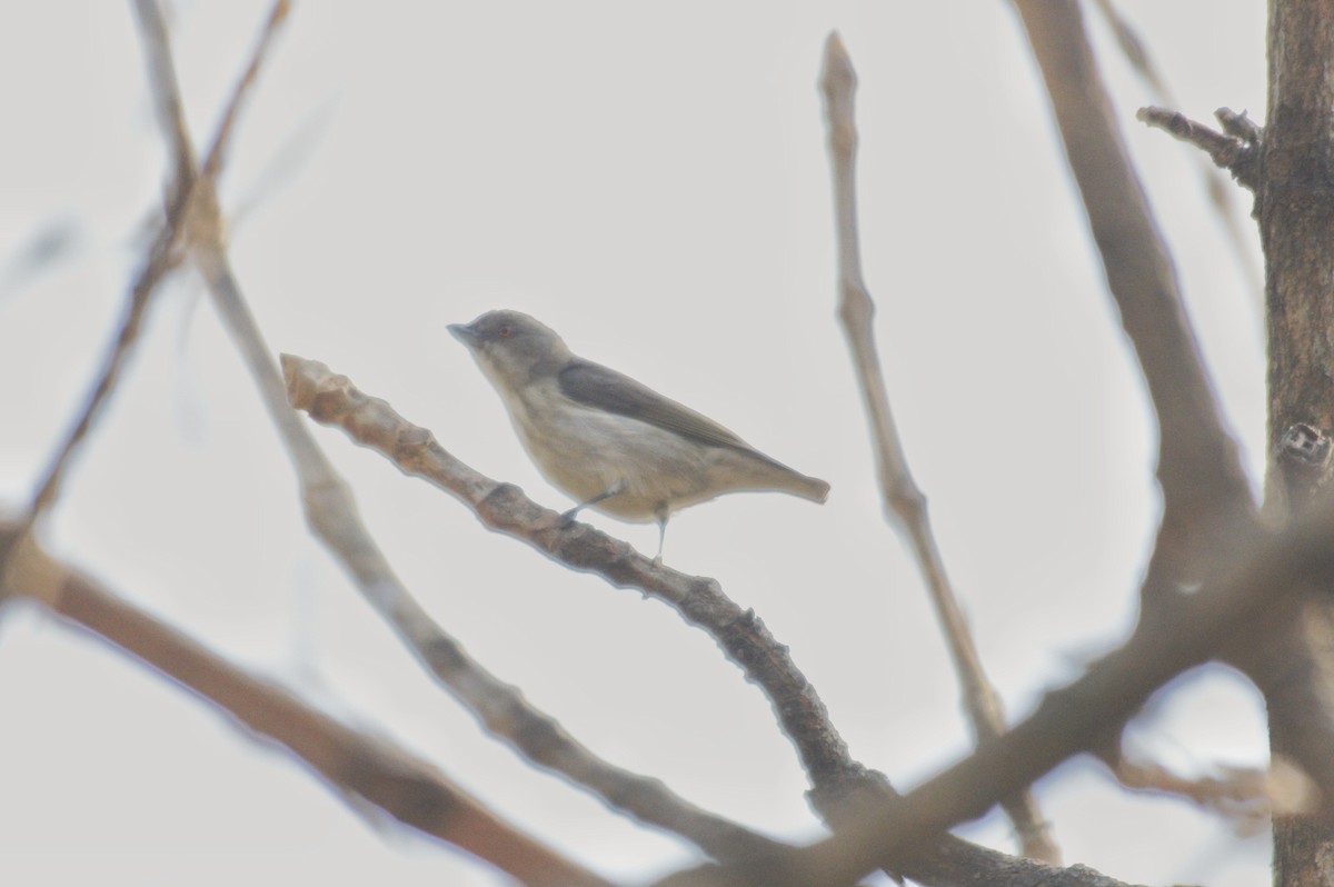 květozob tlustozobý - ML614433361