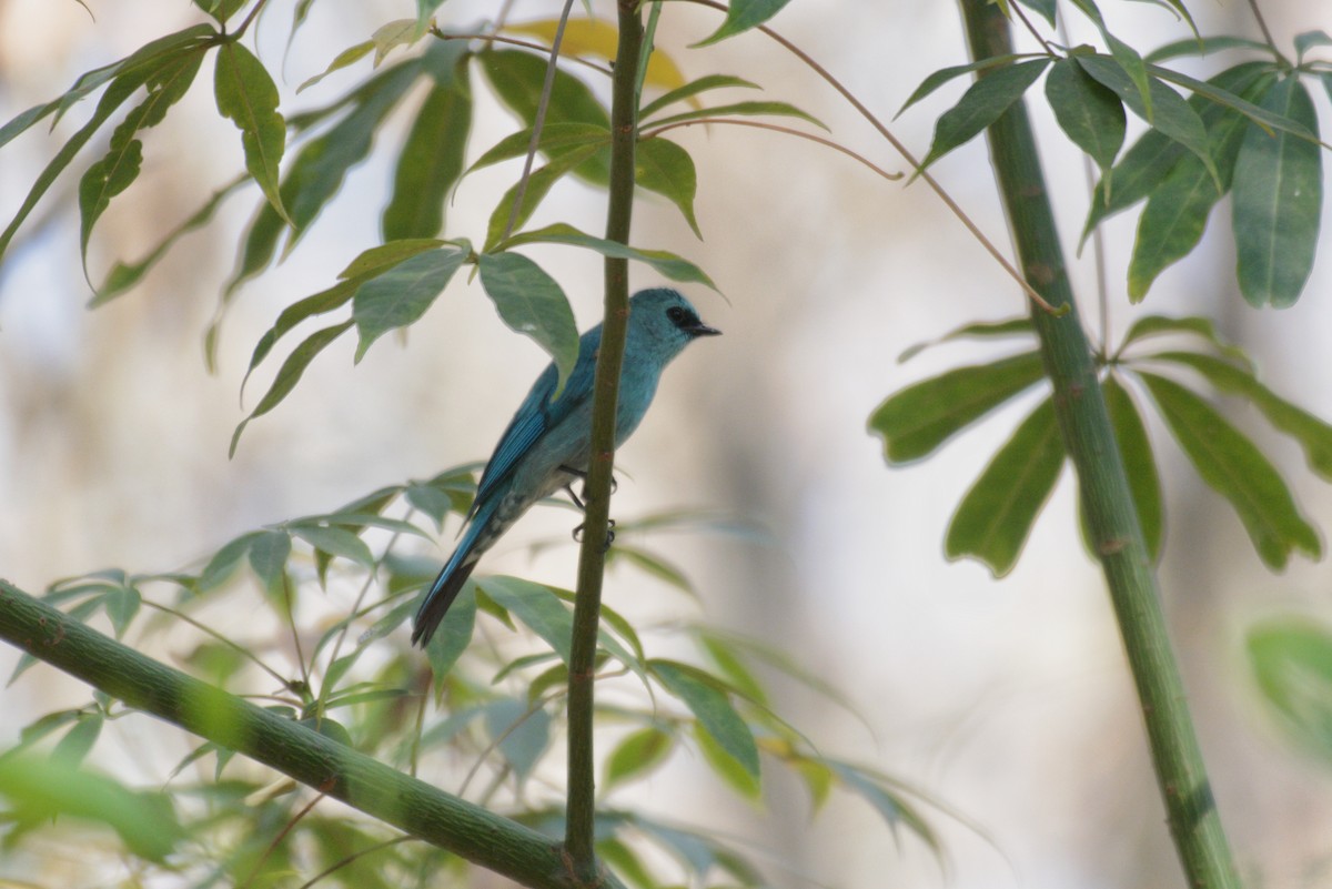 lejsek bleděmodrý - ML614433369