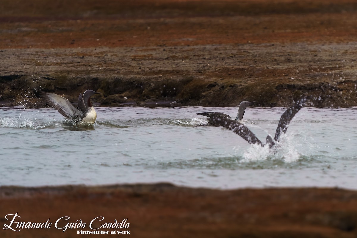 Plongeon catmarin - ML614433372