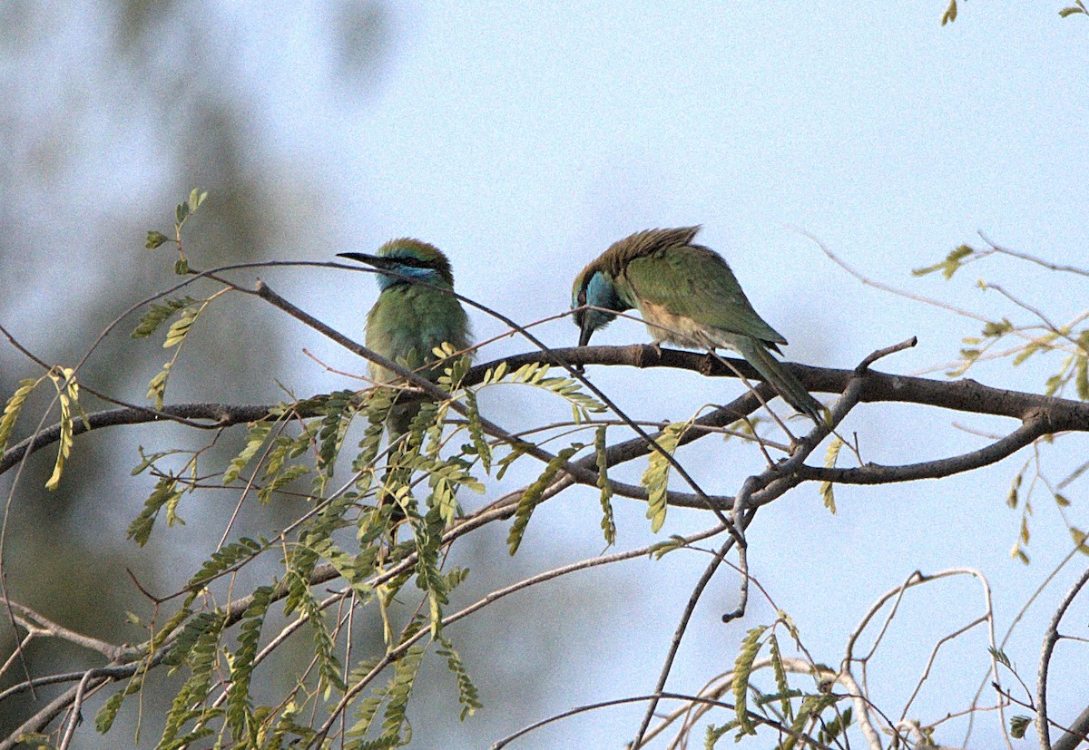 Arabian Green Bee-eater - ML614433388