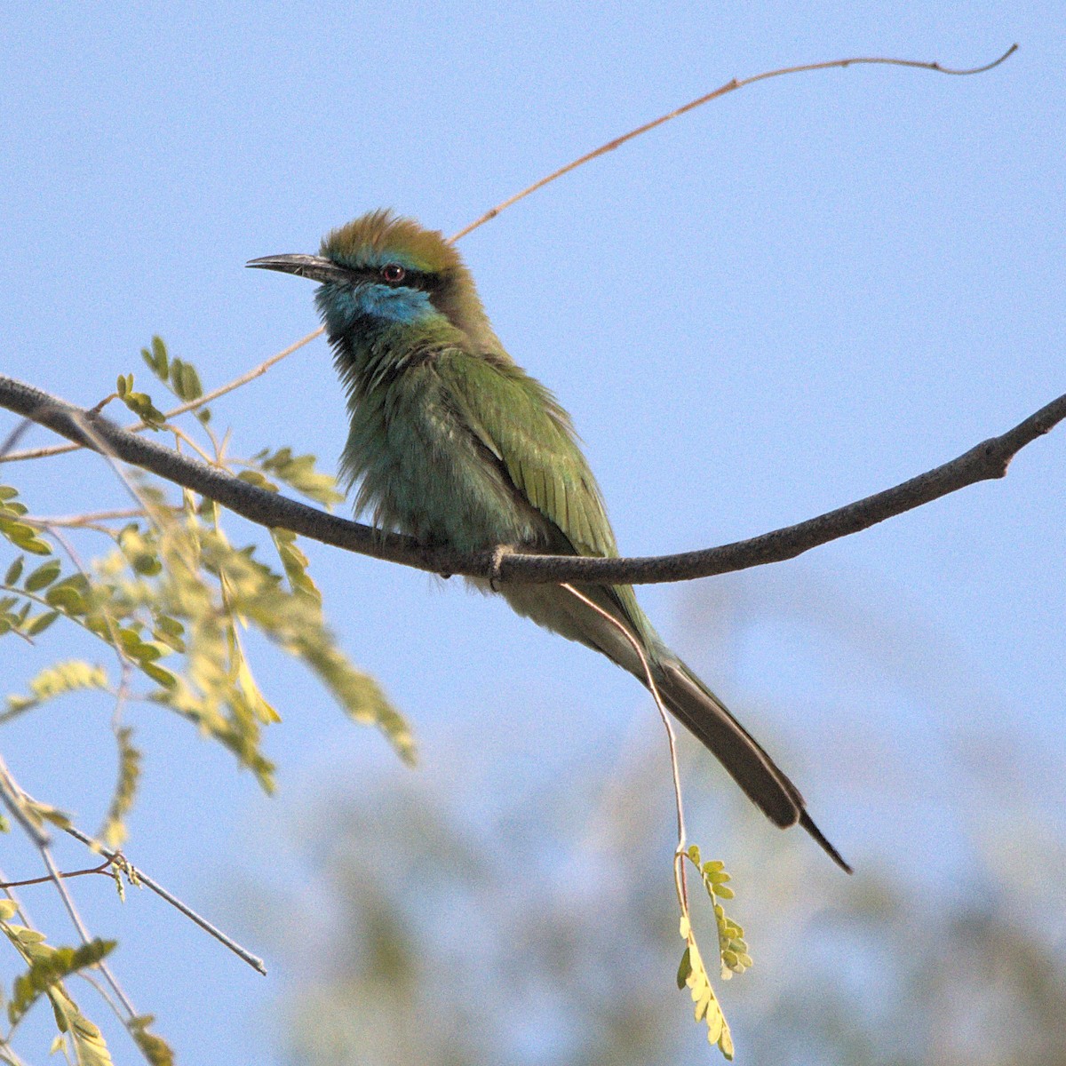 Arabian Green Bee-eater - ML614433389