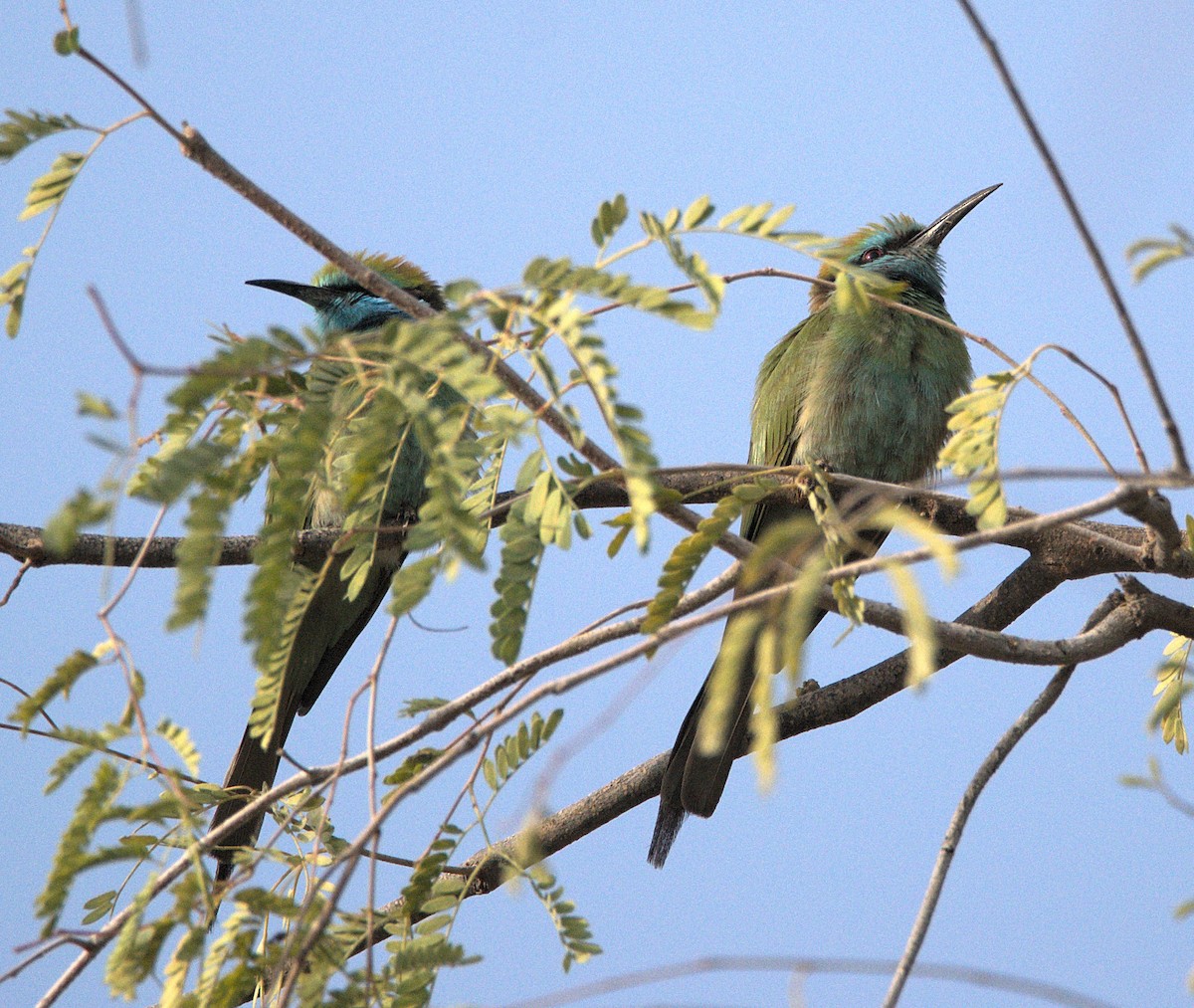 Arabian Green Bee-eater - ML614433390