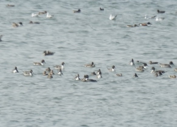 Northern Pintail - ML614433422