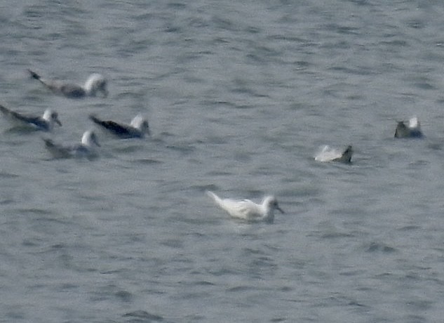 Black-headed Gull - ML614433424