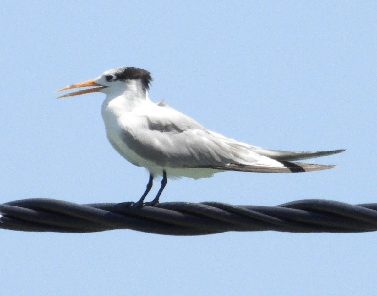 Lesser Crested Tern - ML614433454