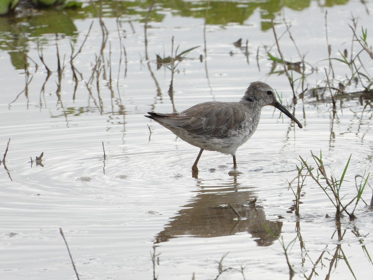 Stilt Sandpiper - ML614433455