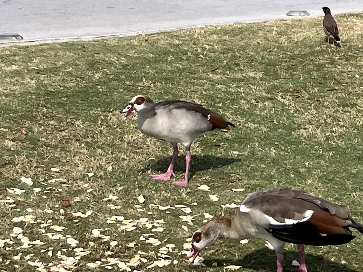 Egyptian Goose - Ian Broadbent