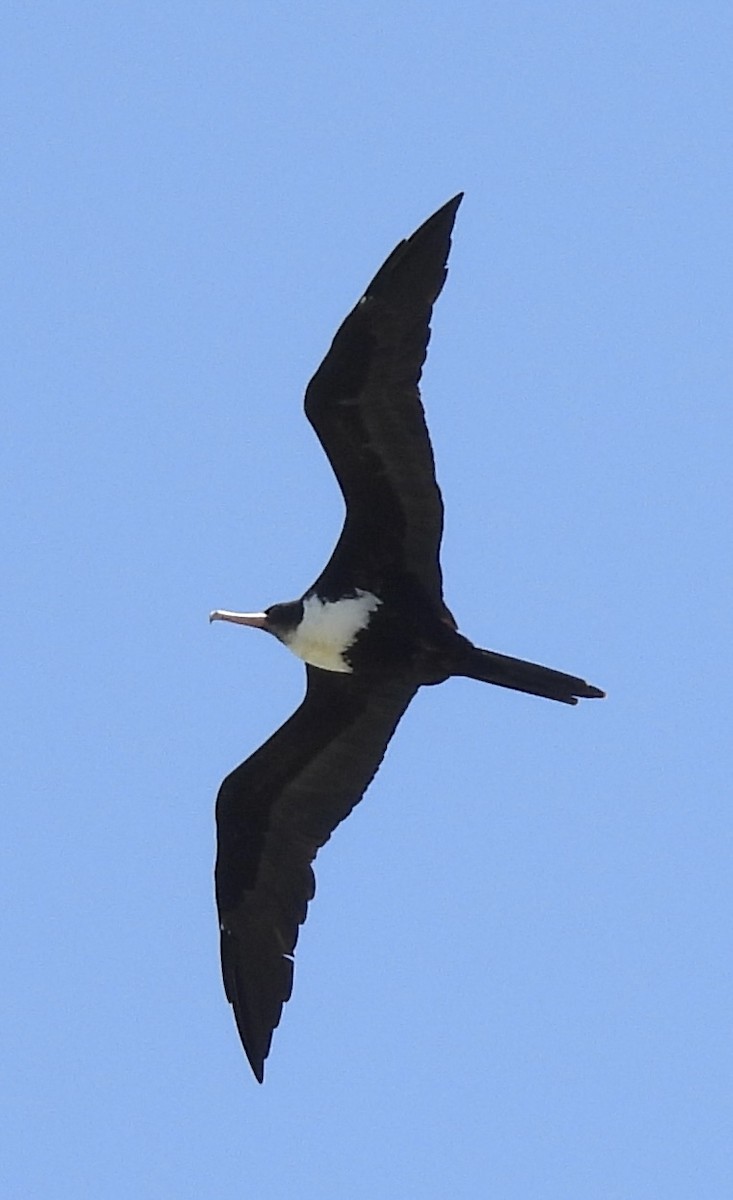 Great Frigatebird - ML614433469