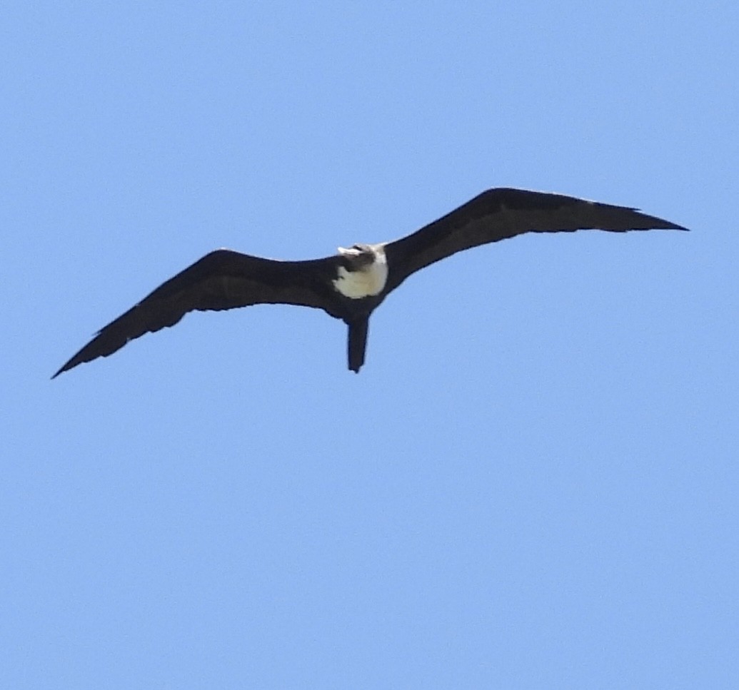 Great Frigatebird - ML614433470