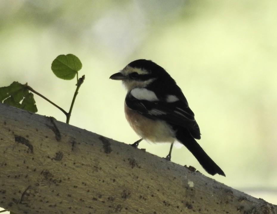 Masked Shrike - ML614433481