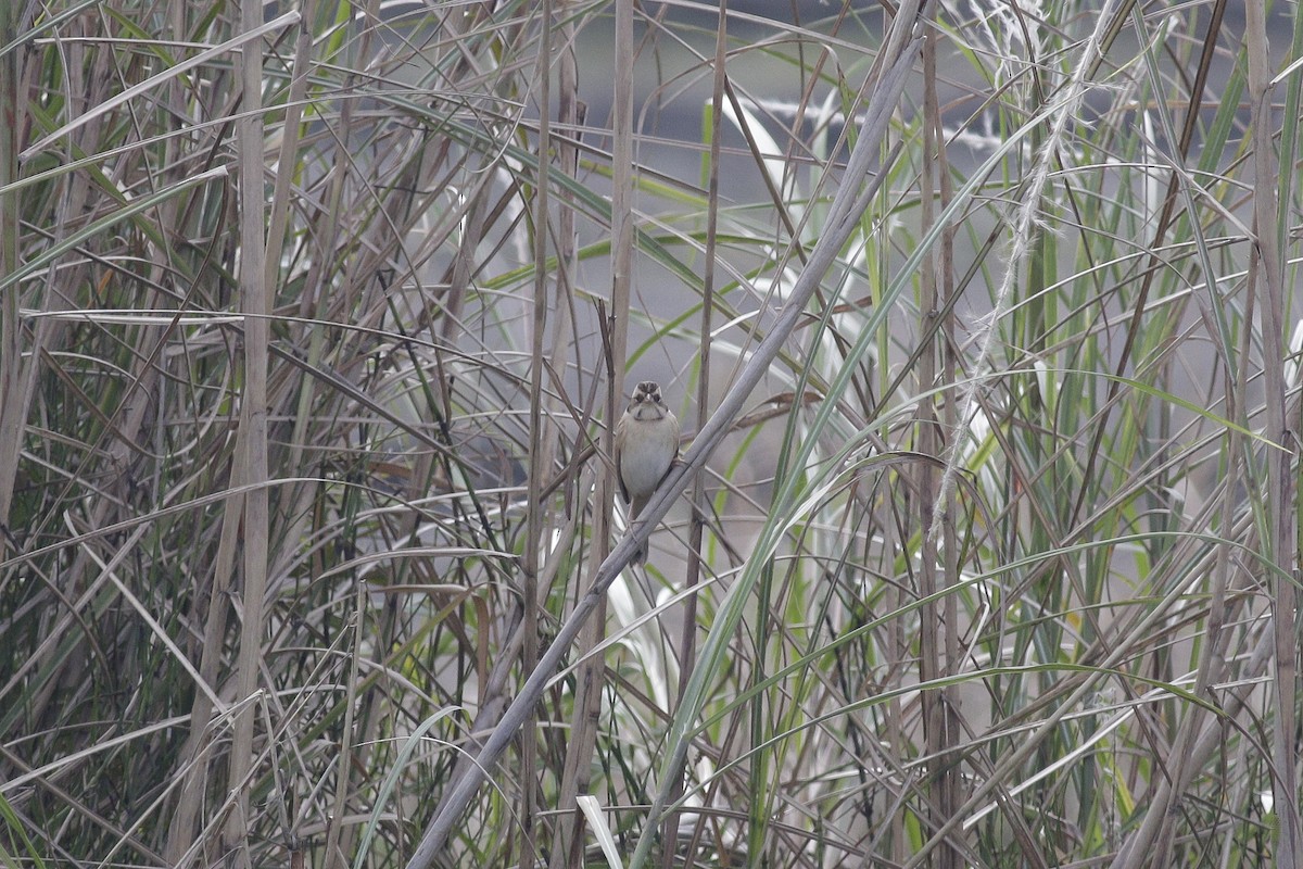 Ochre-rumped Bunting - ML614433523