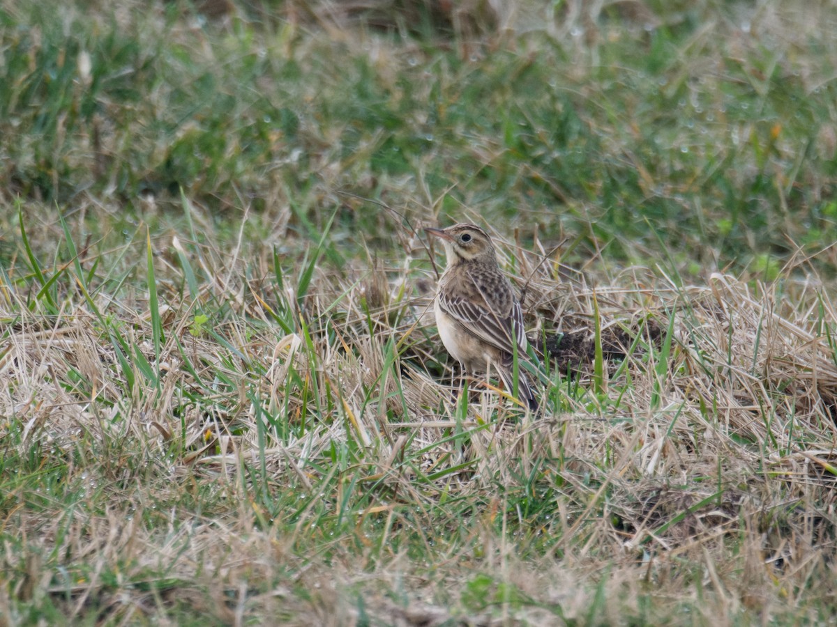 Richard's Pipit - Alfonso Guío Rodríguez