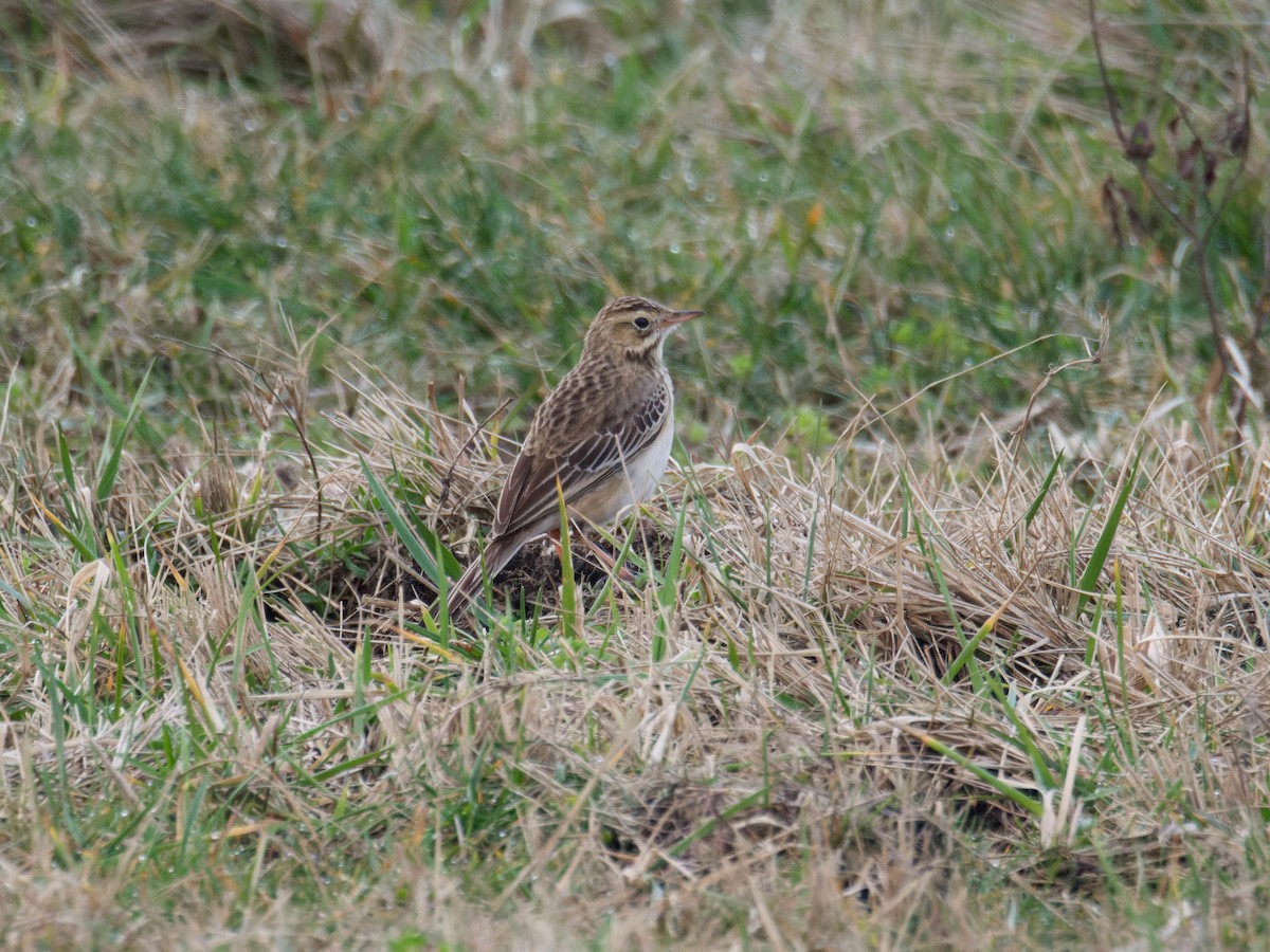 Richard's Pipit - ML614433554