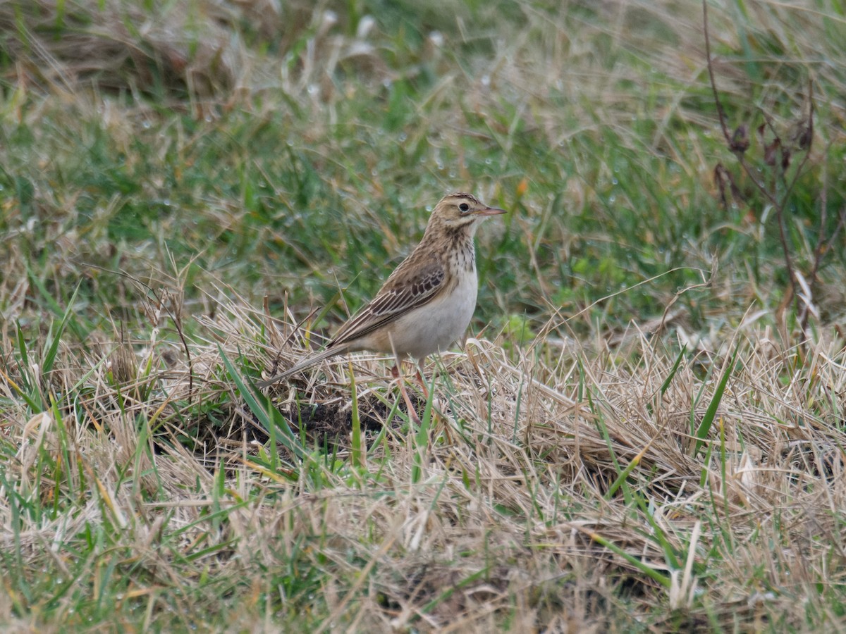 Richard's Pipit - Alfonso Guío Rodríguez