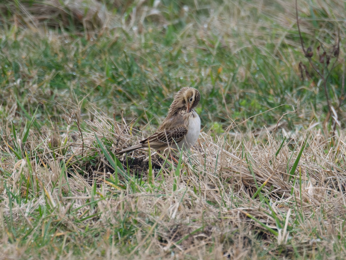 Richard's Pipit - ML614433557