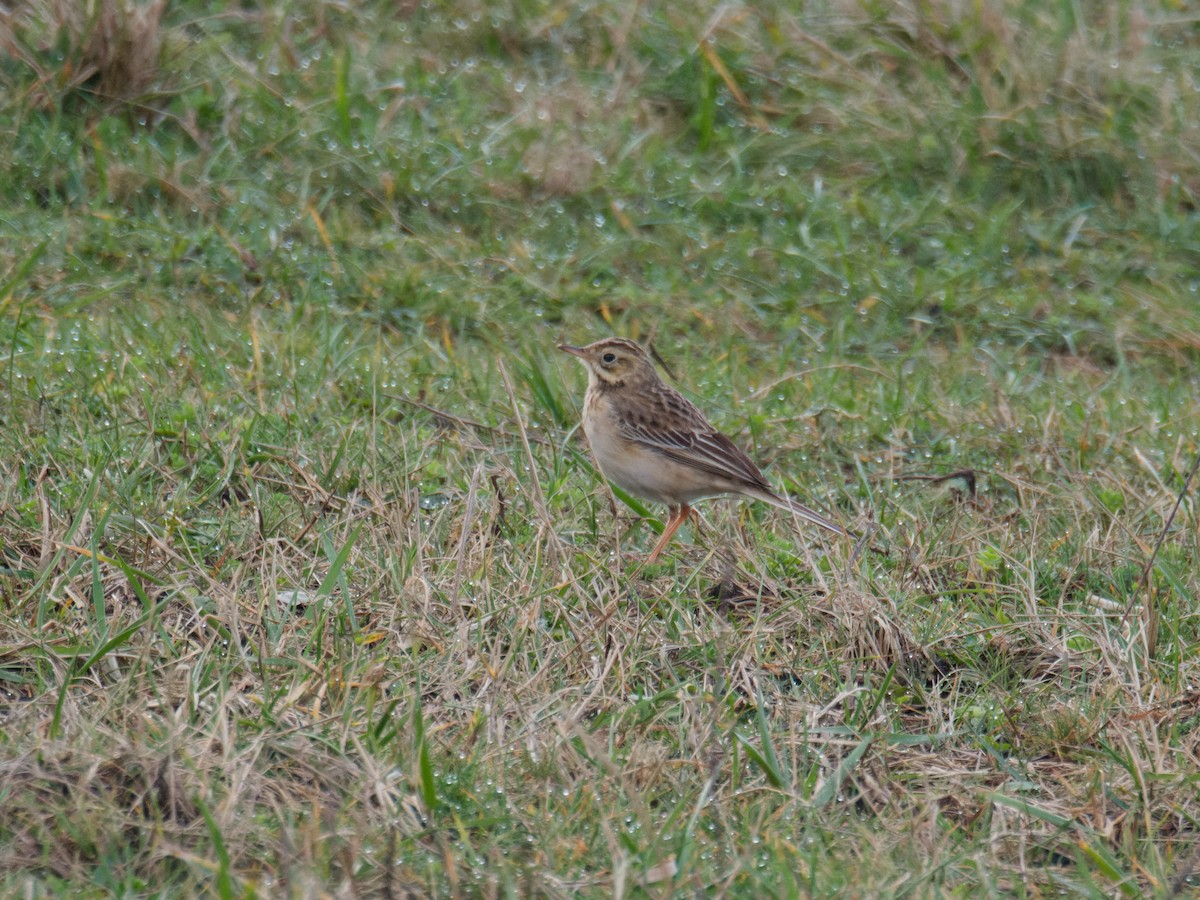 Richard's Pipit - Alfonso Guío Rodríguez