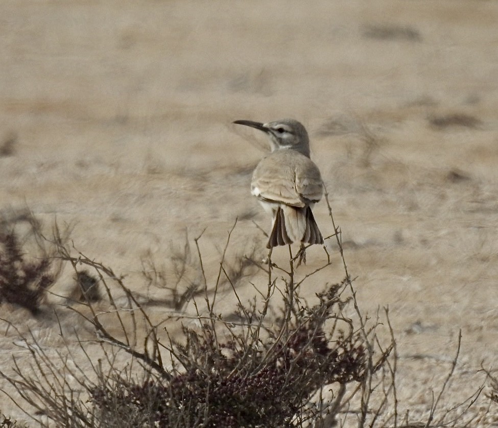 Greater Hoopoe-Lark - ML614433563