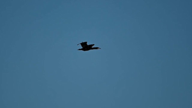 Great Cormorant (North Atlantic) - ML614433611