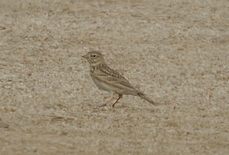 Turkestan Short-toed Lark - ML614433612