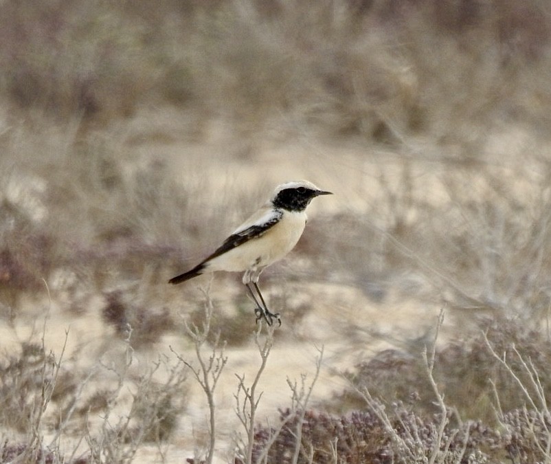 Desert Wheatear - ML614433621