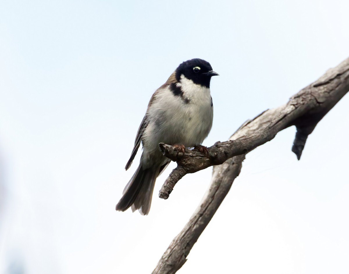 Black-headed Honeyeater - ML614433624