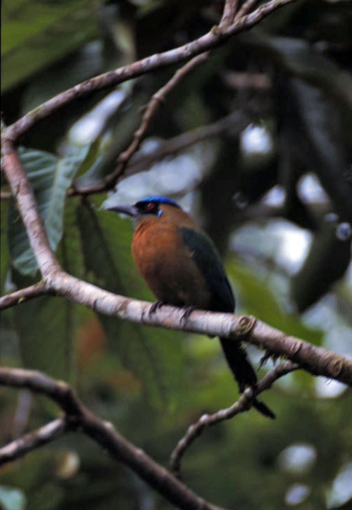 Lesson's Motmot - ML614433632