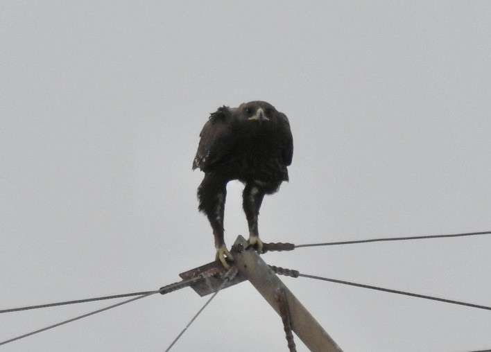 Greater Spotted Eagle - ML614433642