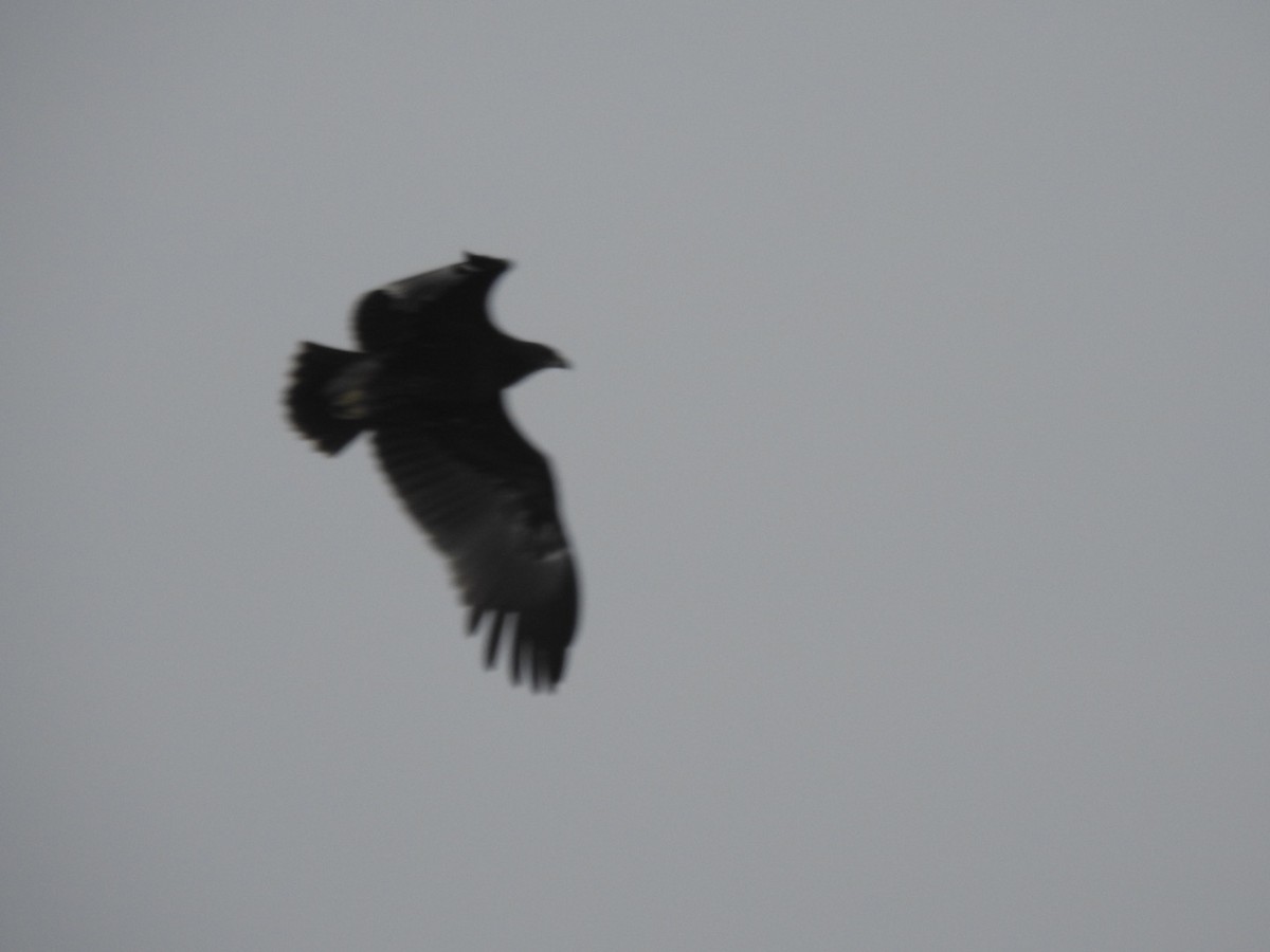 Greater Spotted Eagle - ML614433643