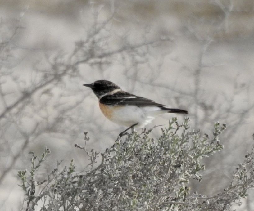 Siberian Stonechat - ML614433655