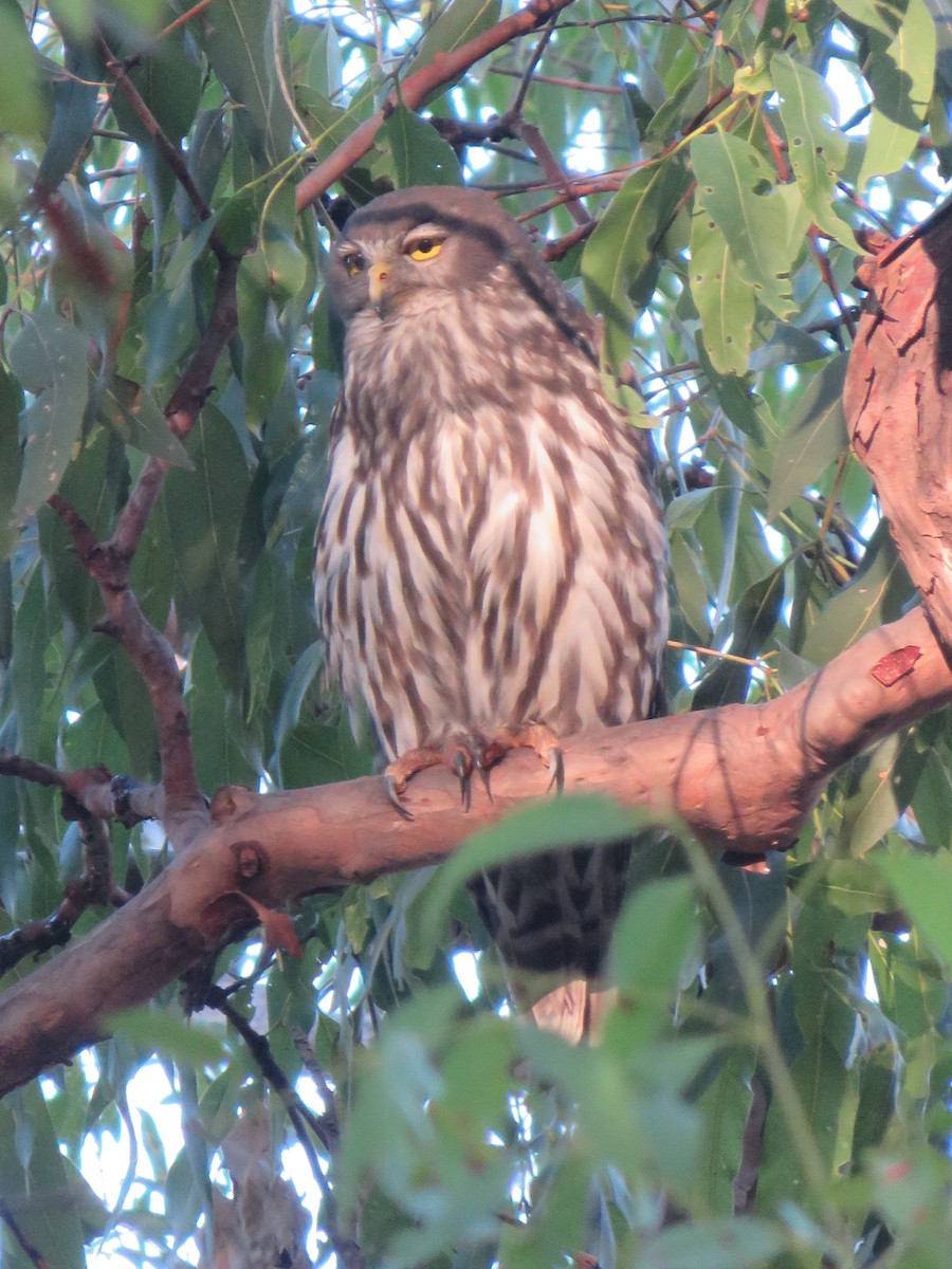 Barking Owl - ML614433684