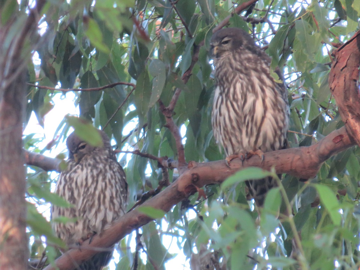 Barking Owl - ML614433685