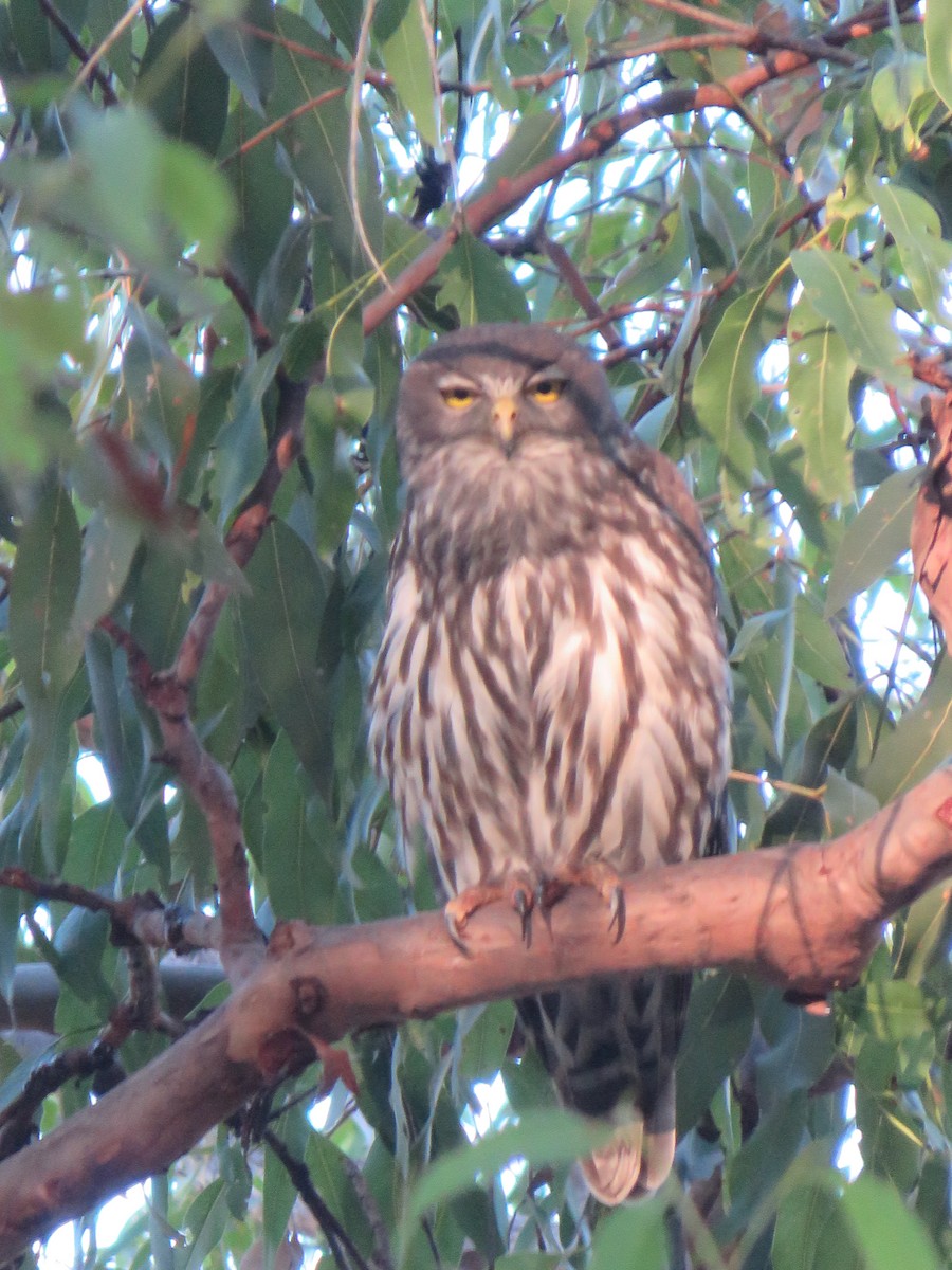 Barking Owl - ML614433686