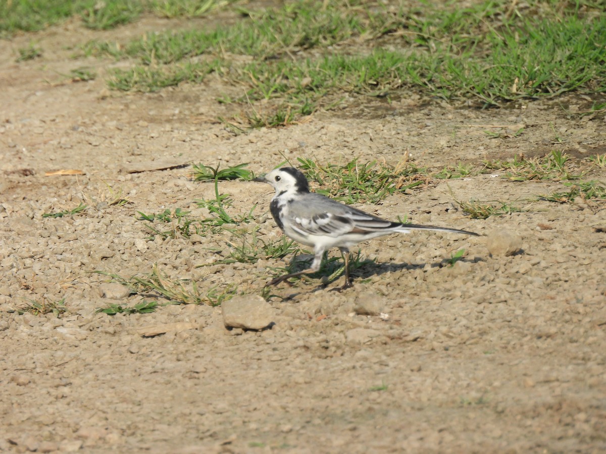 White Wagtail - ML614433729