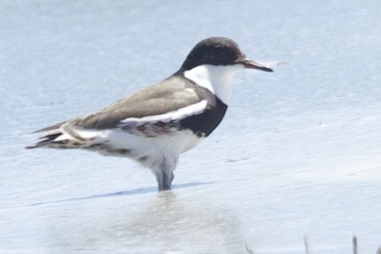 Red-kneed Dotterel - ML614433782