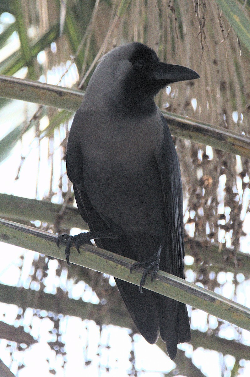 House Crow - Kerry Loux