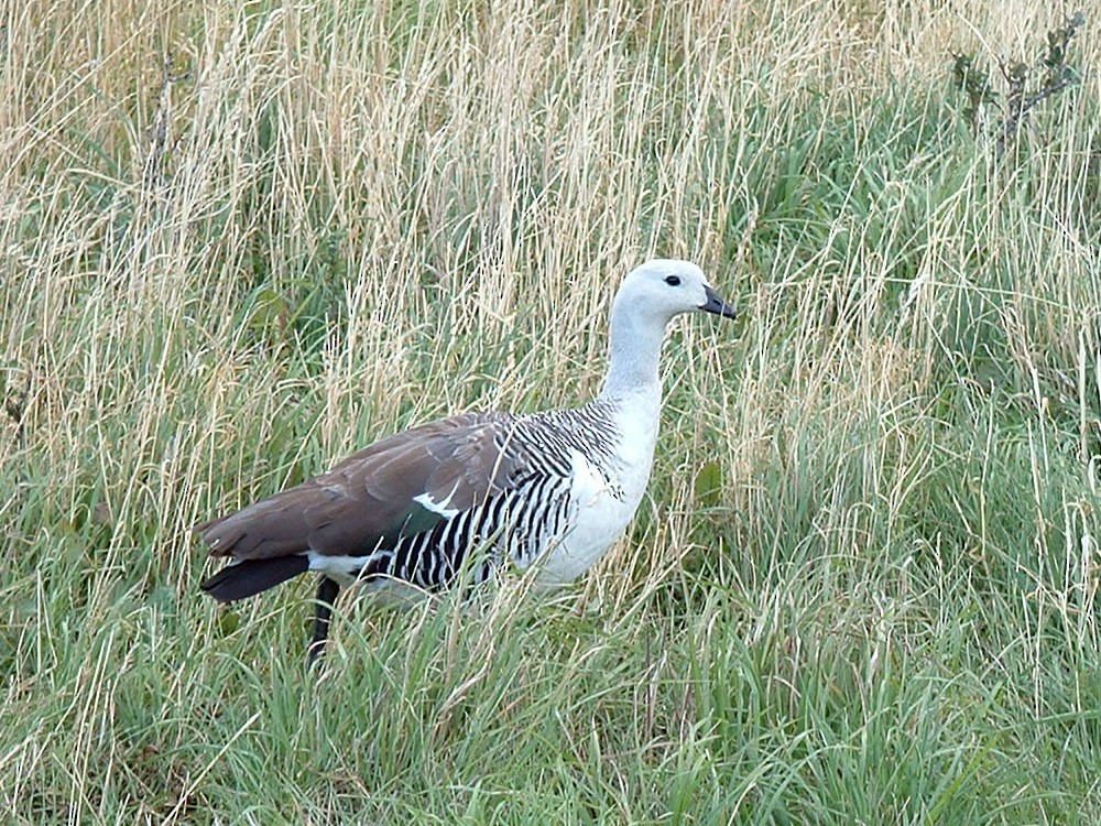 Upland Goose - Joel McNeal