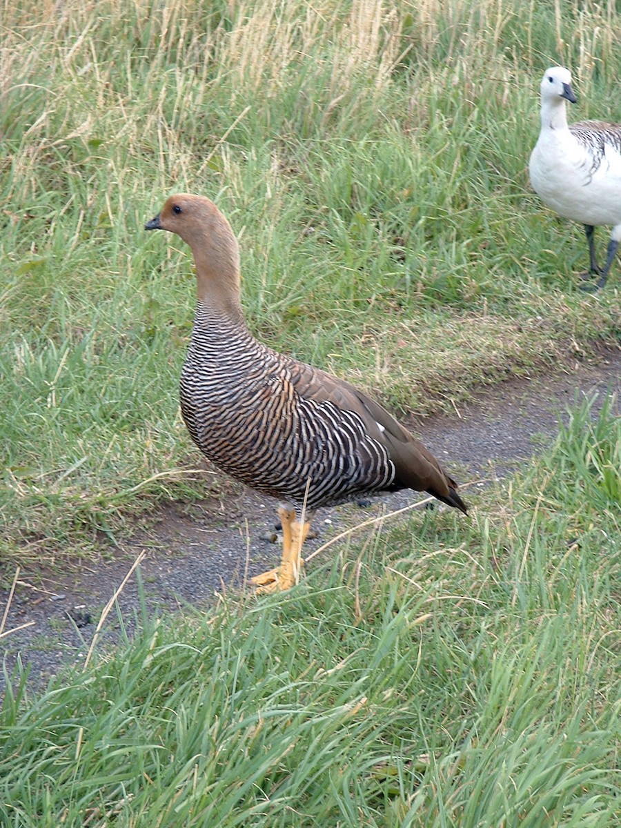 Upland Goose - ML614433891