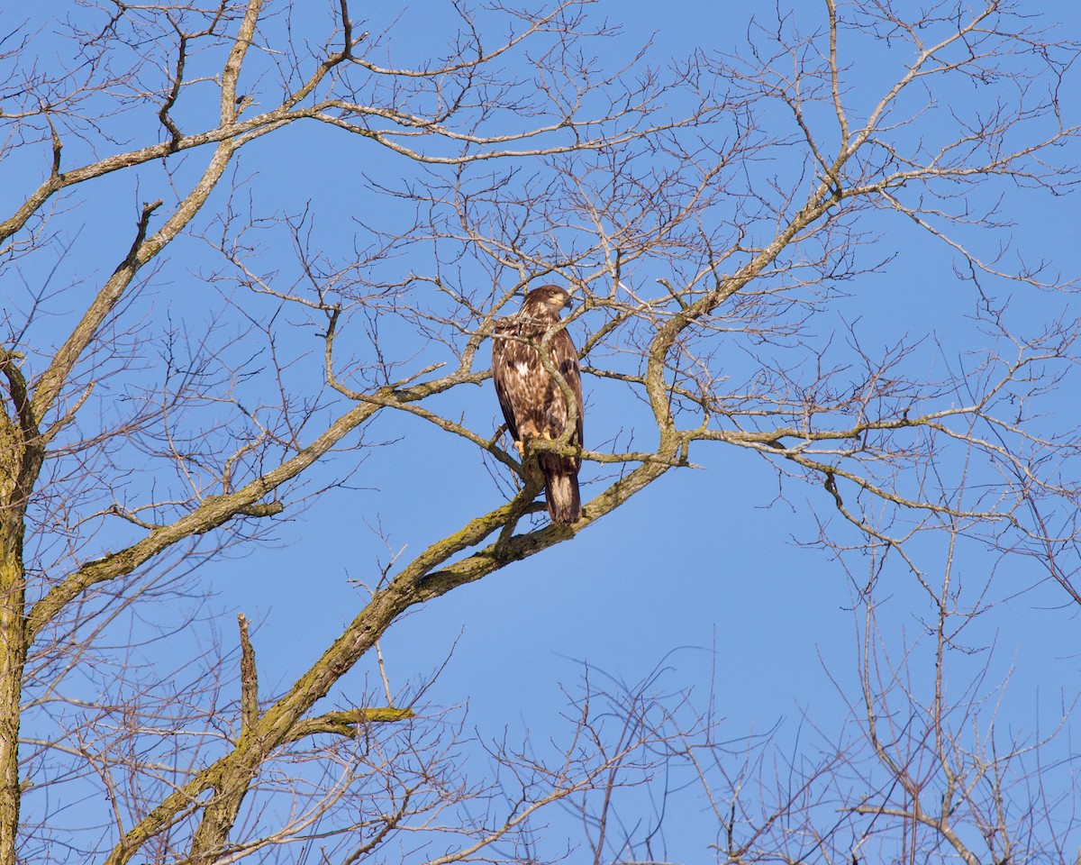 Weißkopf-Seeadler - ML614433969