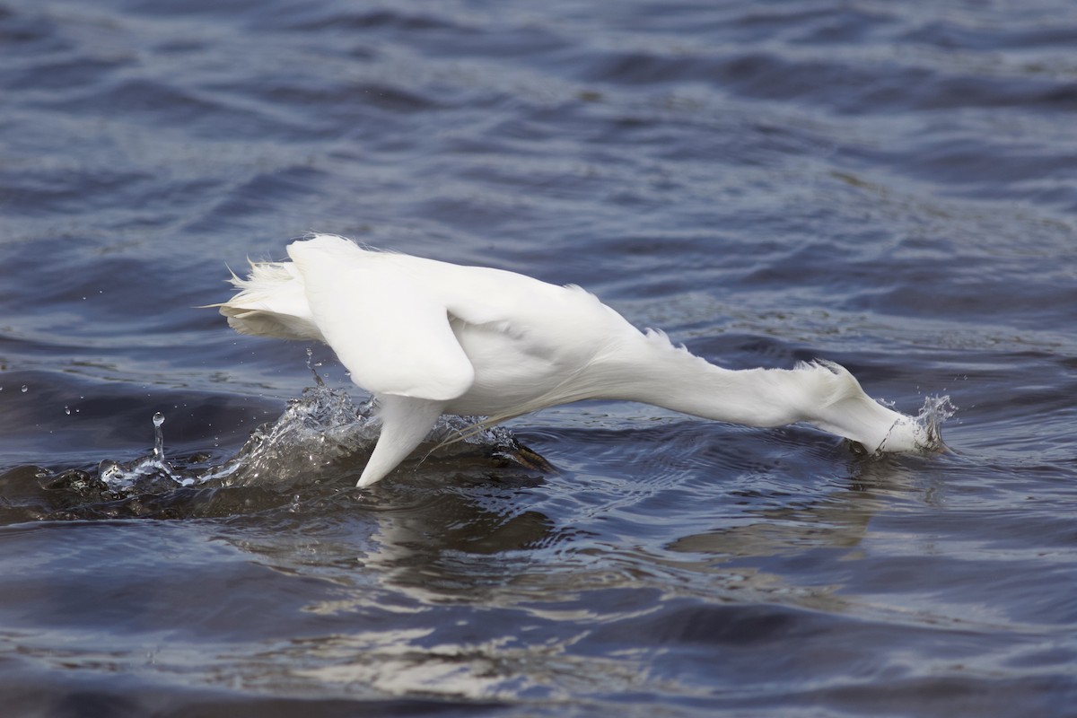 Snowy Egret - ML614434051