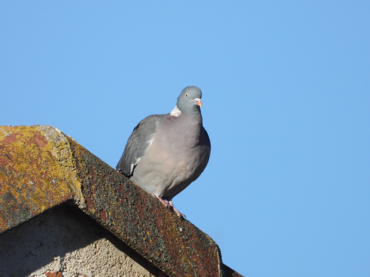Common Wood-Pigeon - ML614434057