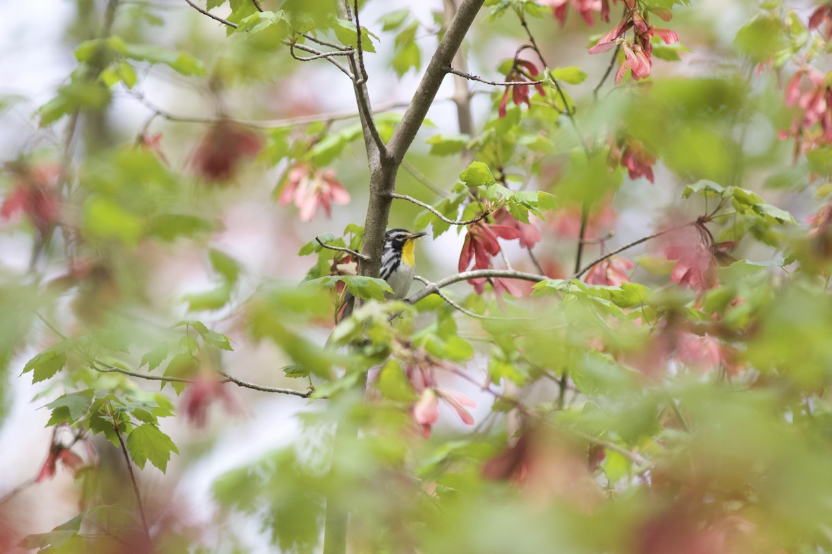 Yellow-throated Warbler - Brian Quindlen