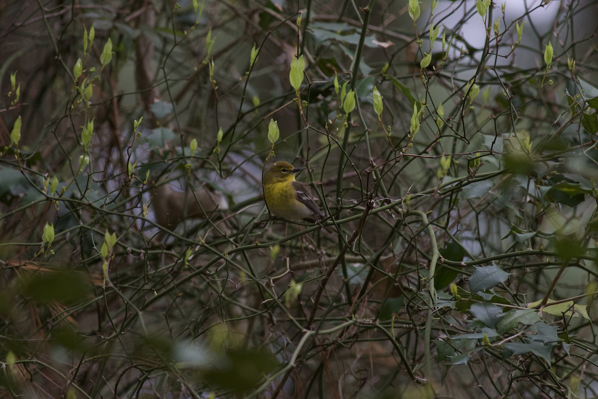 Pine Warbler - Brian Quindlen