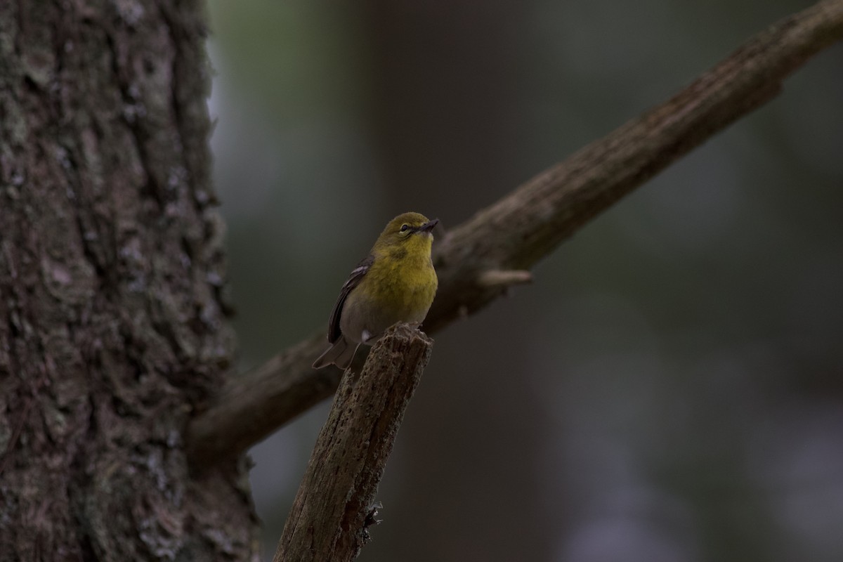 Pine Warbler - Brian Quindlen