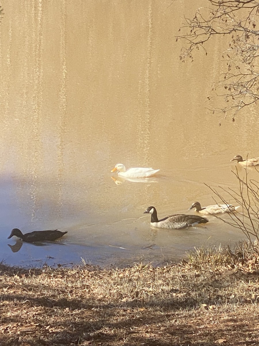 Cackling Goose - ML614434098