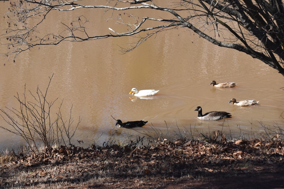 Cackling Goose - ML614434099