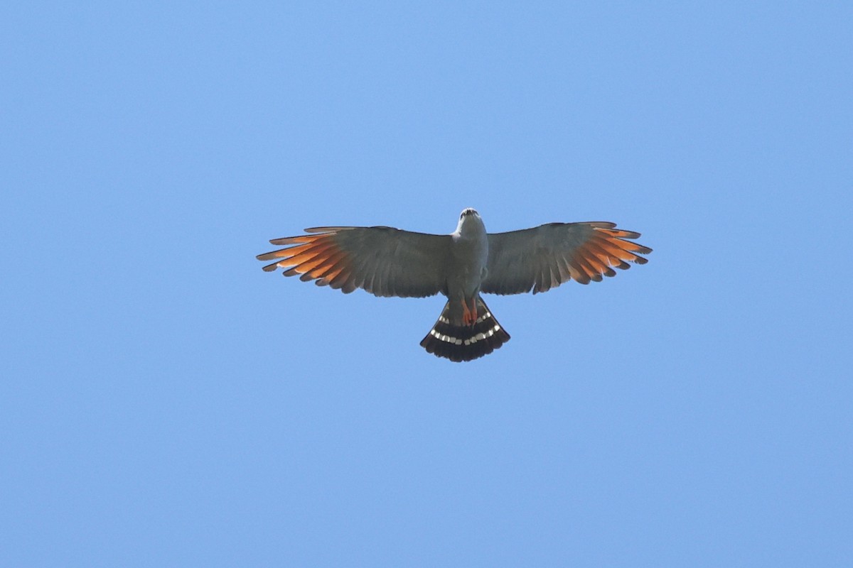 Schwebebussard - ML614434118