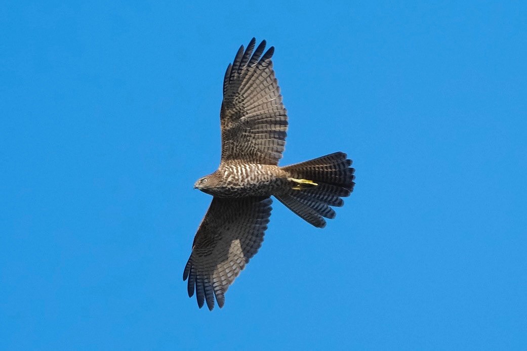 Brown Goshawk - ML614434166