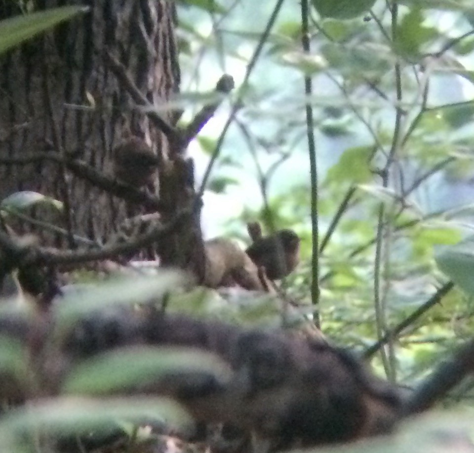 vintersmett - ML61443421